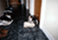 Dog and shoe