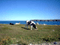 Cow at Bonavista