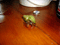 Hermit Crab and a budlight