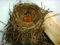 Nest
