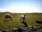 Sinister looking Sheep...